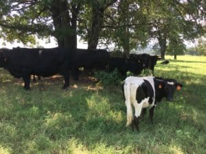 Northeast Oklahoma land for sale, Black Jack Ranch, livestock for sale