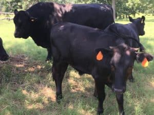 Northeast Oklahoma land for sale, Black Jack Ranch, livestock for sale