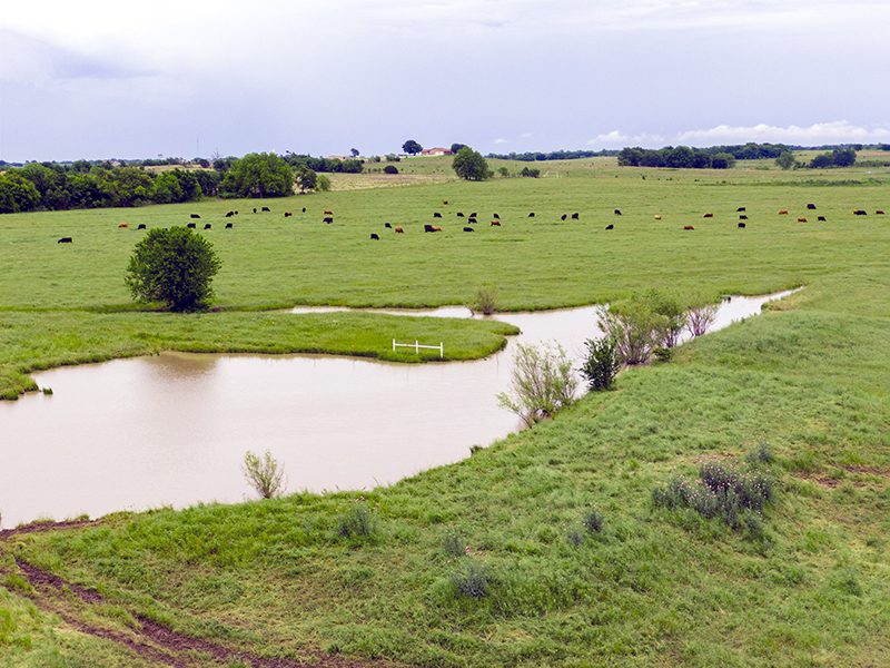 Hanni Ranch Auction