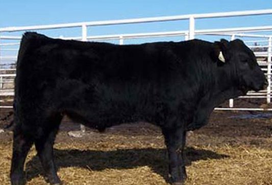 Image-Bar Arrow Production Sale-030822