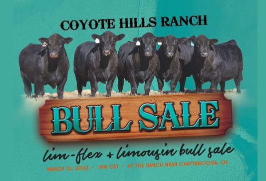 Image-Coyote Hills Bull Sale-031222