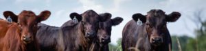 Image: Limousin Cattle