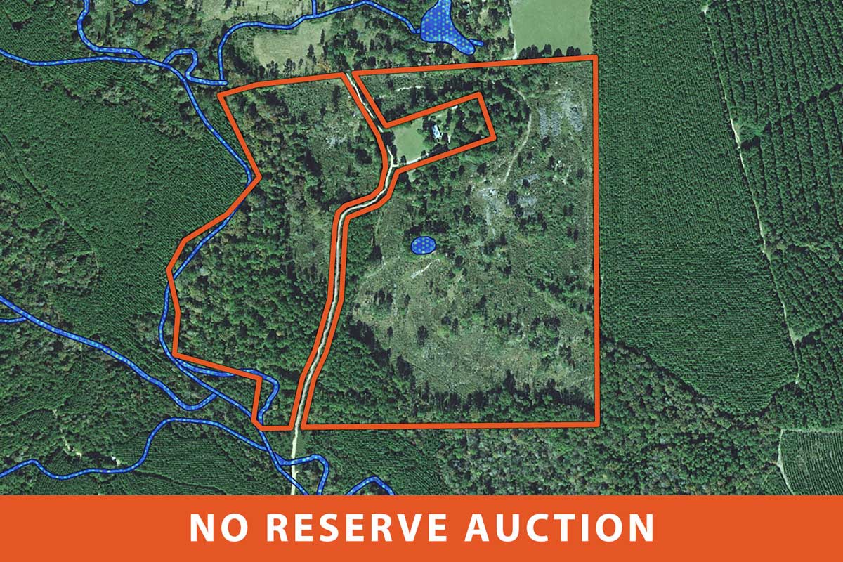 Image: No reserve land auction of 84 acres in Polk county Texas
